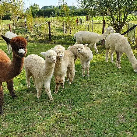 Double Decker Bus On An Alpaca Farm Sleeps 8, 5 Mins Drive To Dartmoor Villa Bovey Tracey Exterior photo