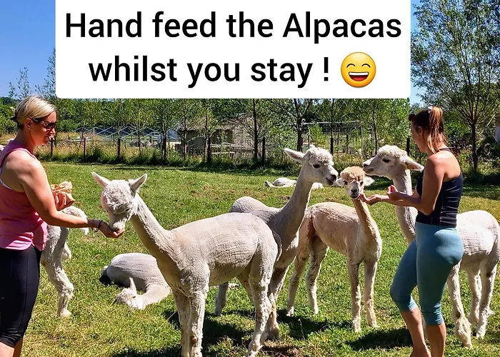Double Decker Bus On An Alpaca Farm Sleeps 8, 5 Mins Drive To Dartmoor