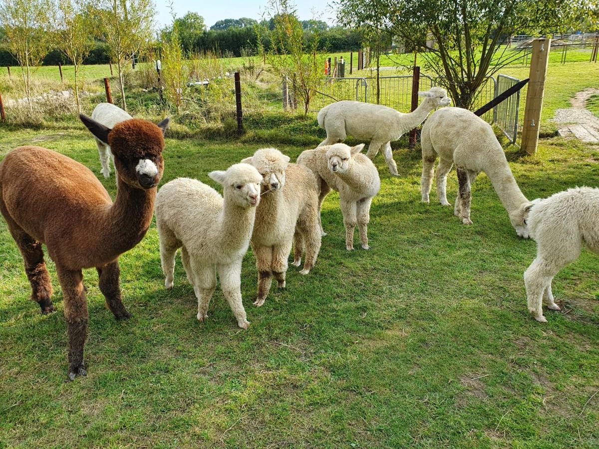 Double Decker Bus On An Alpaca Farm Sleeps 8, 5 Mins Drive To Dartmoor Holiday home *