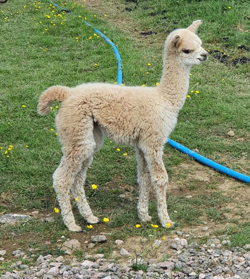 Double Decker Bus On An Alpaca Farm Sleeps 8, 5 Mins Drive To Dartmoor * Bovey Tracey