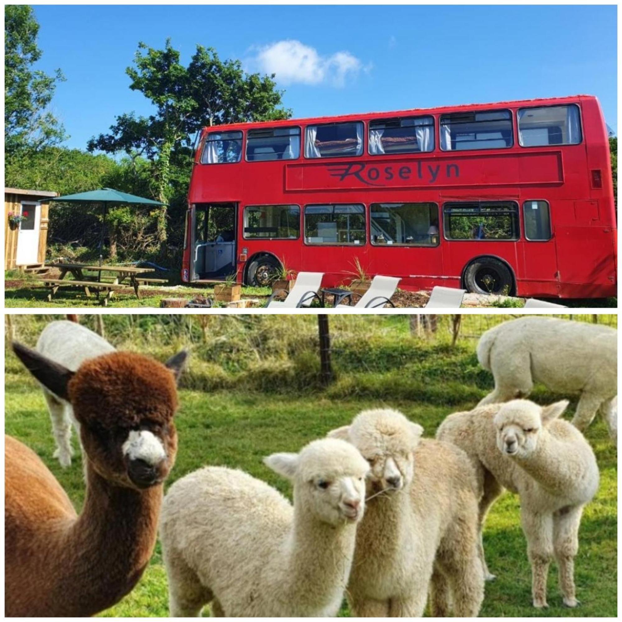 Double Decker Bus On An Alpaca Farm Sleeps 8, 5 Mins Drive To Dartmoor * Bovey Tracey