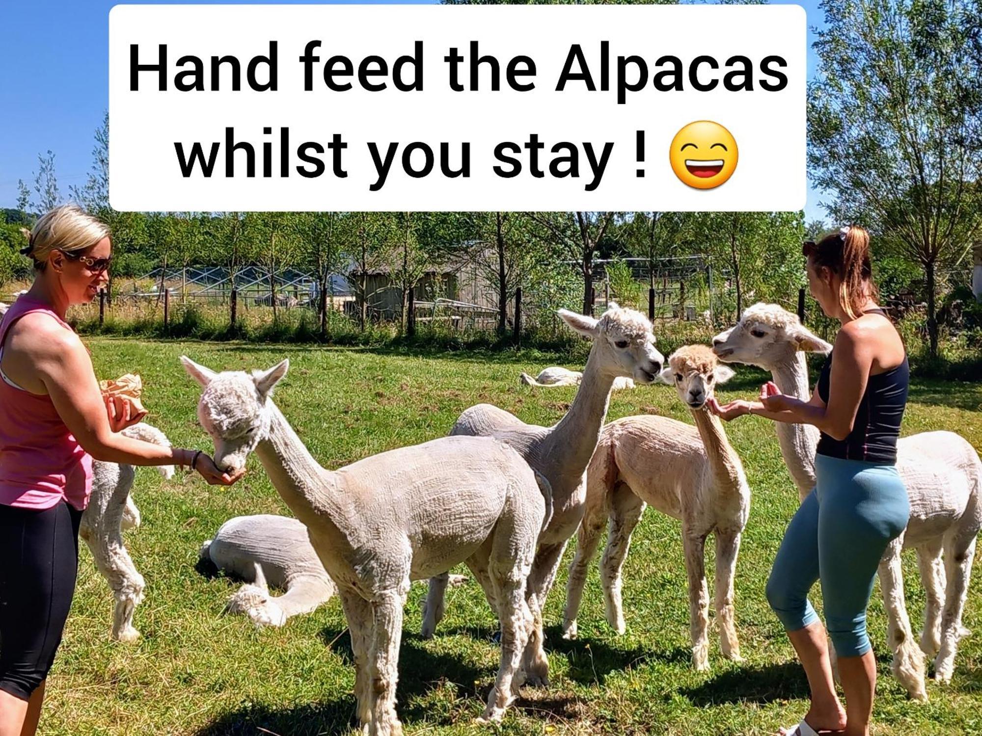 Double Decker Bus On An Alpaca Farm Sleeps 8, 5 Mins Drive To Dartmoor