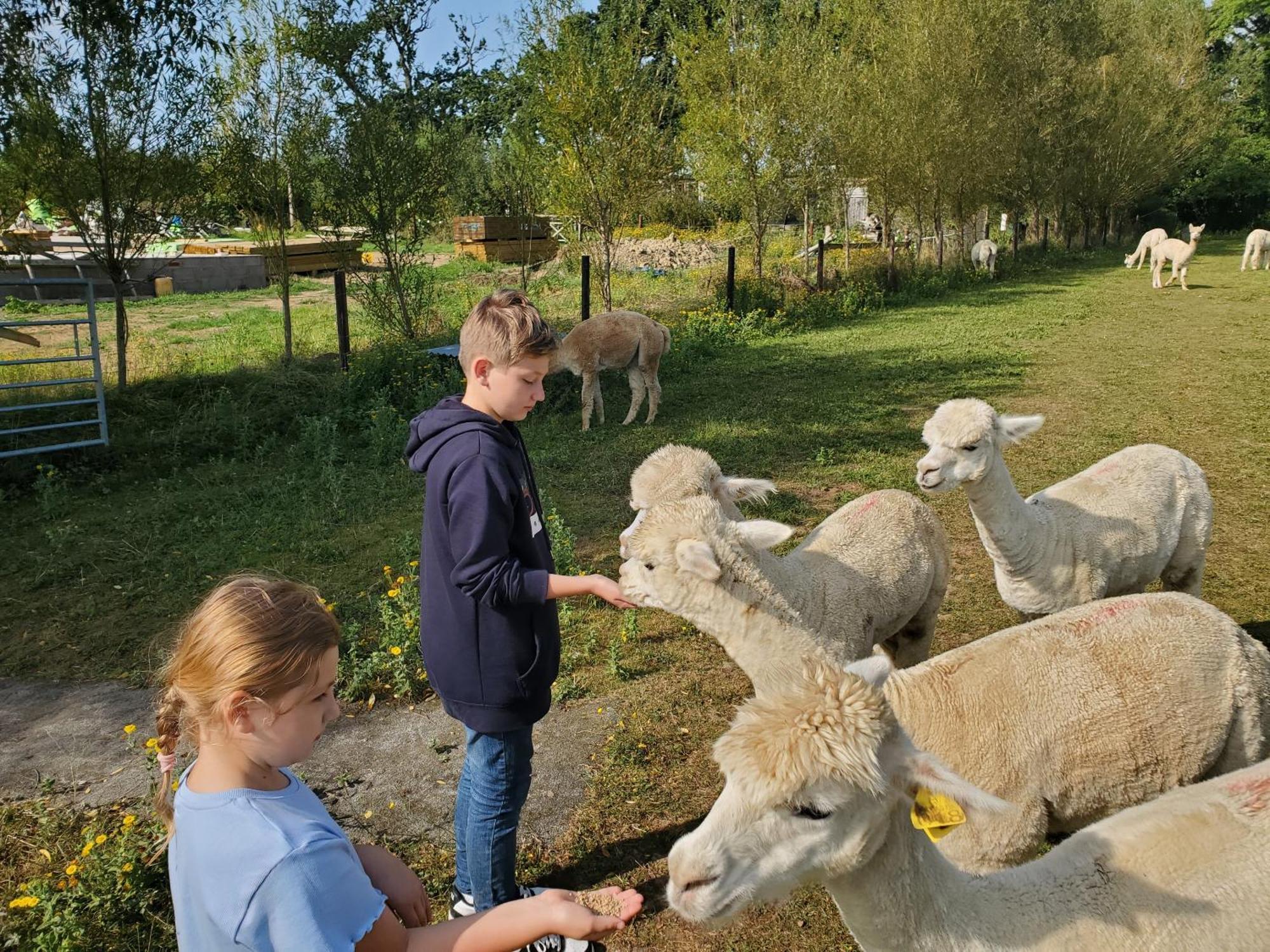 Holiday home Double Decker Bus On An Alpaca Farm Sleeps 8, 5 Mins Drive To Dartmoor *